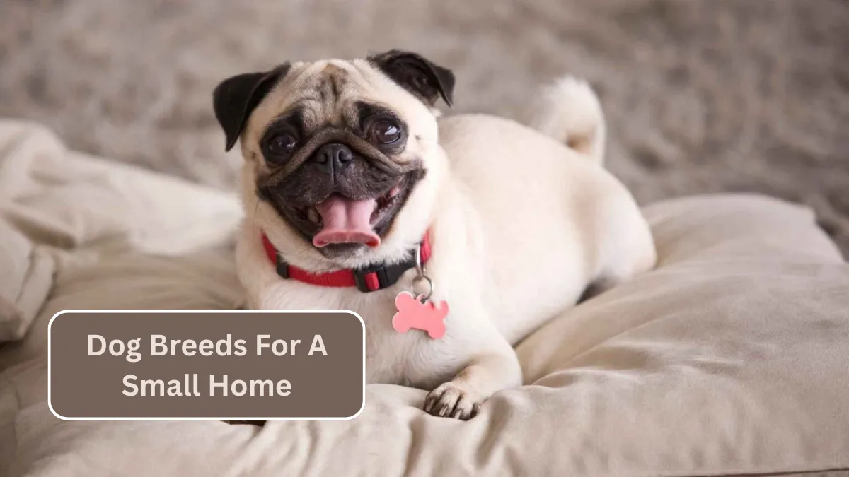 7 Dog Breeds For A Small Home