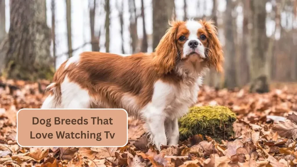 7 Dog Breeds That Love Watching Tv