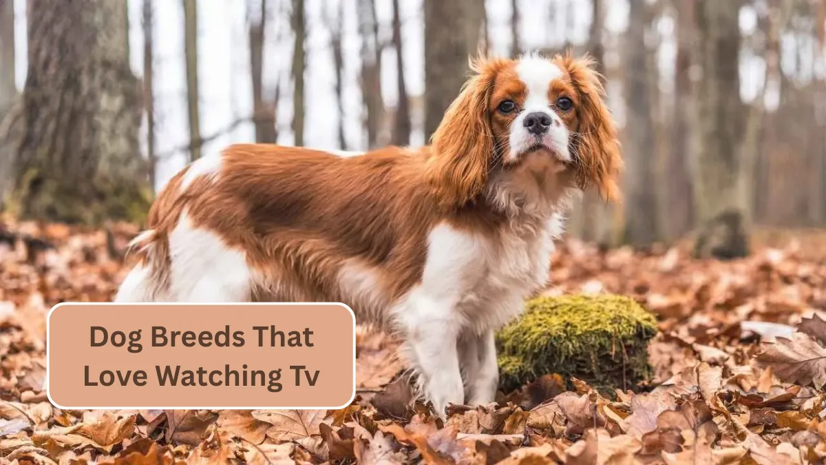7 Dog Breeds That Love Watching Tv