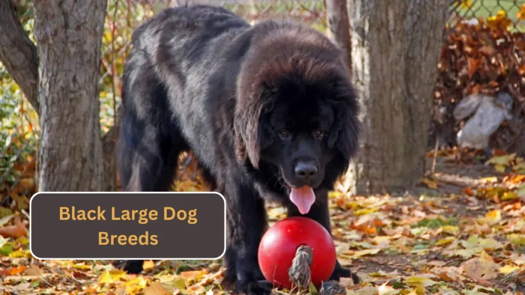 7 Black Large Dog Breeds