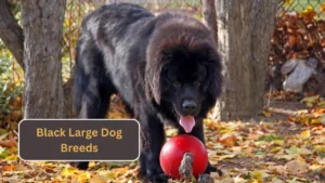 7 Black Large Dog Breeds