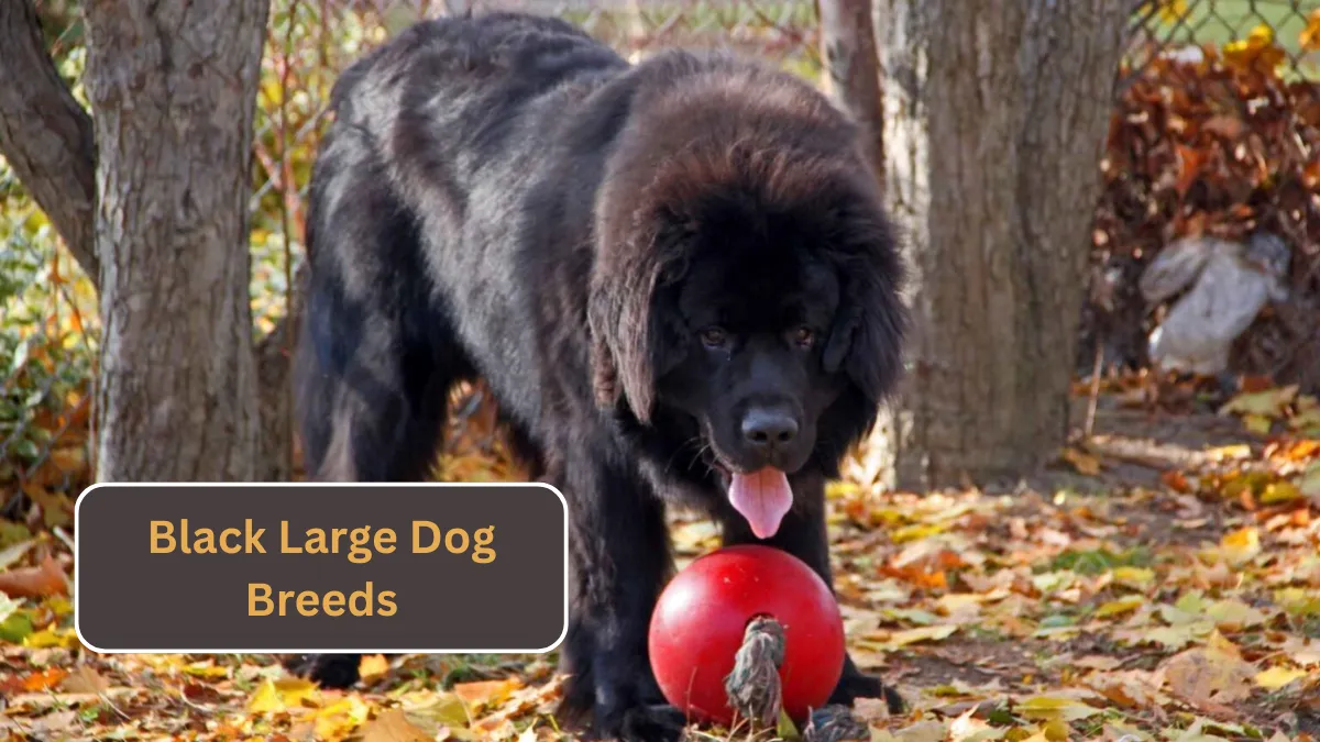 7 Black Large Dog Breeds