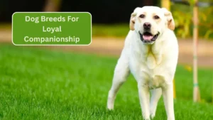 7 Most Submissive Dog Breeds For Loyal Companionship