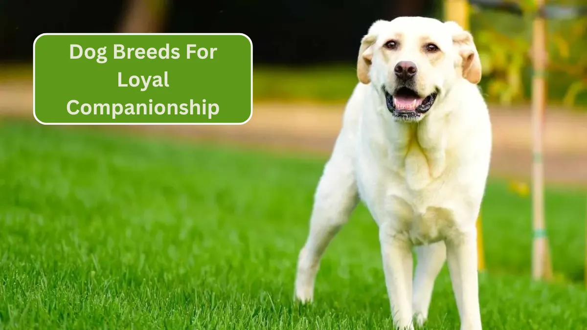 7 Most Submissive Dog Breeds For Loyal Companionship