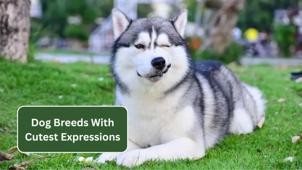 7 Dog Breeds With Cutest Expressions